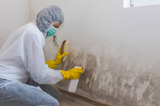 Best Certified Mold Removal  in Cairo, GA